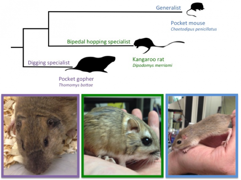 Meet Lexi Moore Crisp, a biologist working on the comparative
